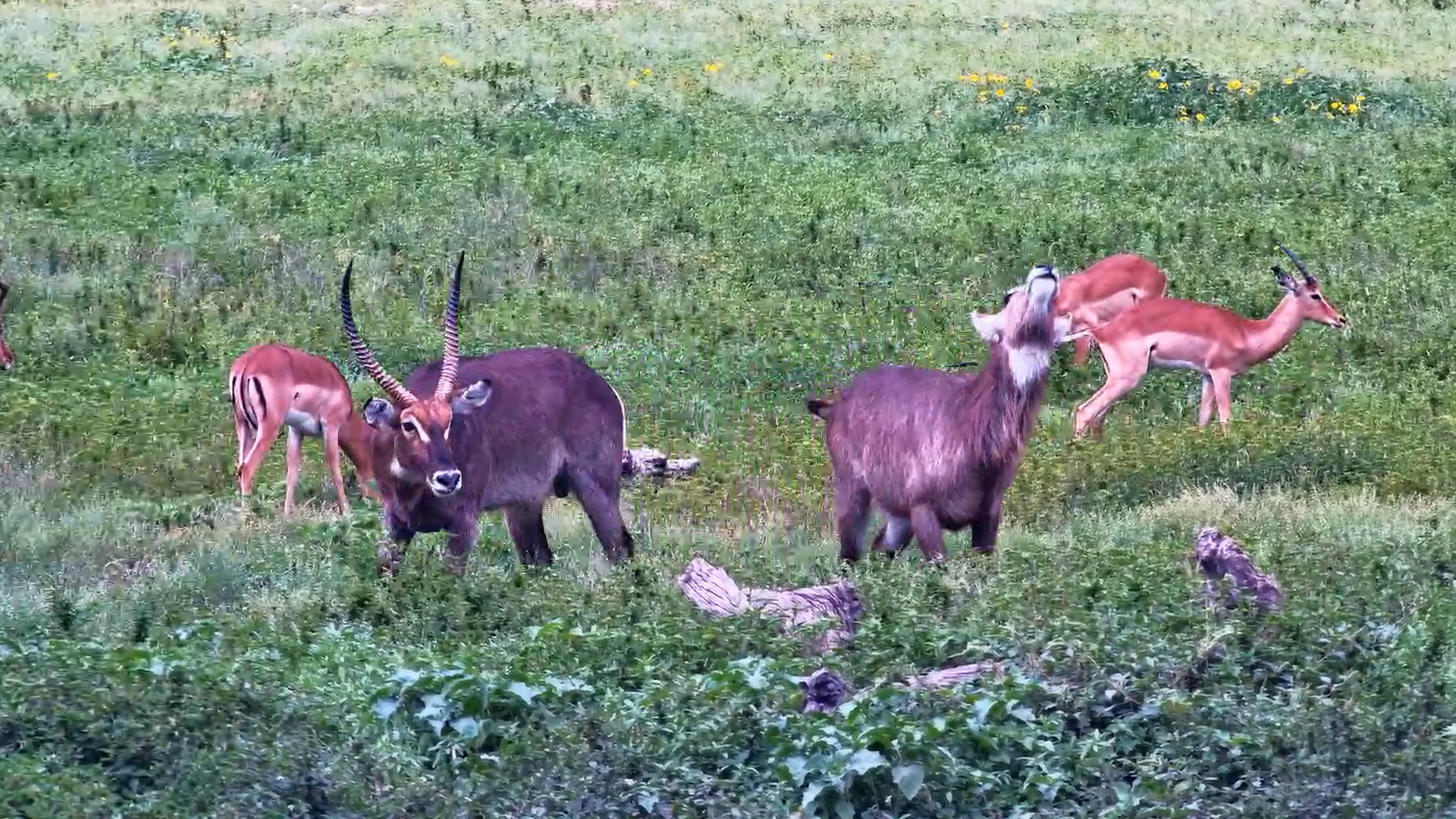 Waterbuck Male Shoots His Shot… and Misses