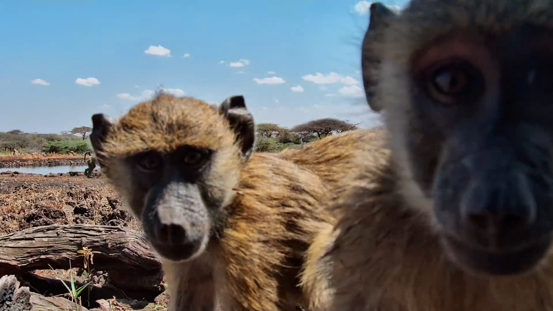 Young Baboons Takes Over the Camera