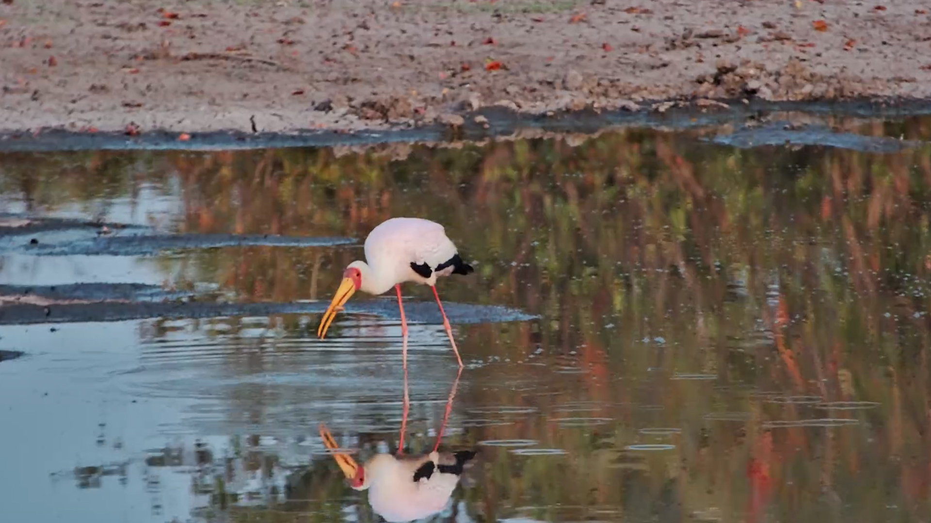 Stork Searches the Shallows for Its Next Meal