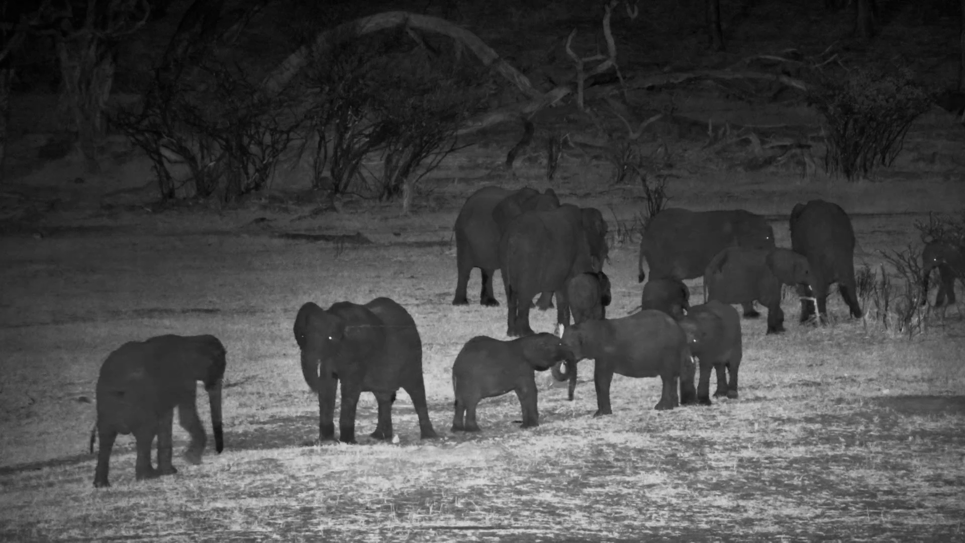 Young Elephants Play at Night