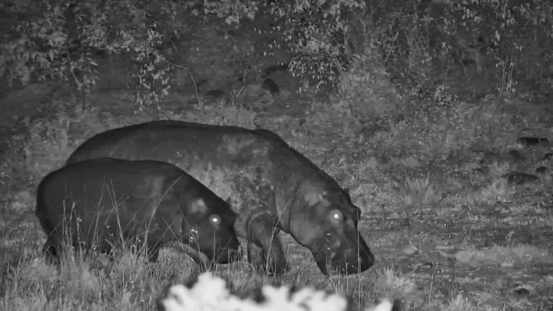 Hippo Calf Follows Mum