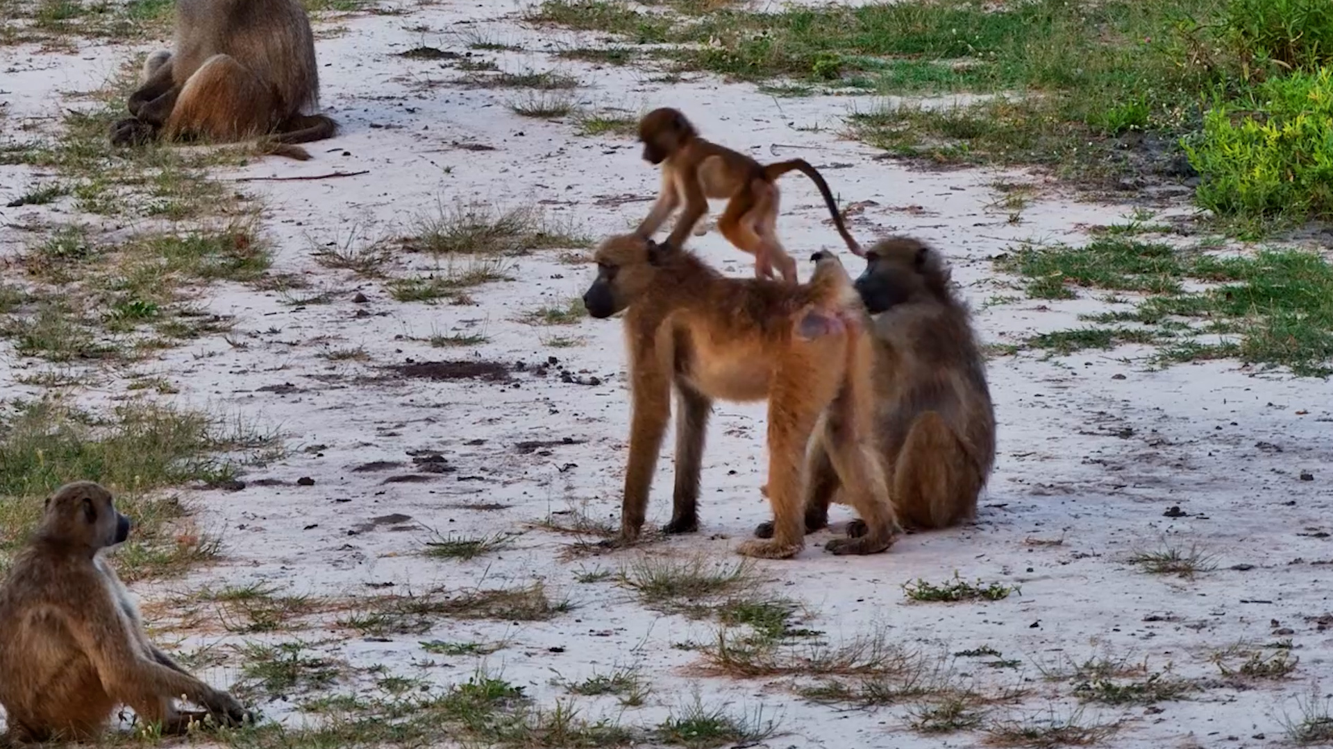The Troop At Twin Pan