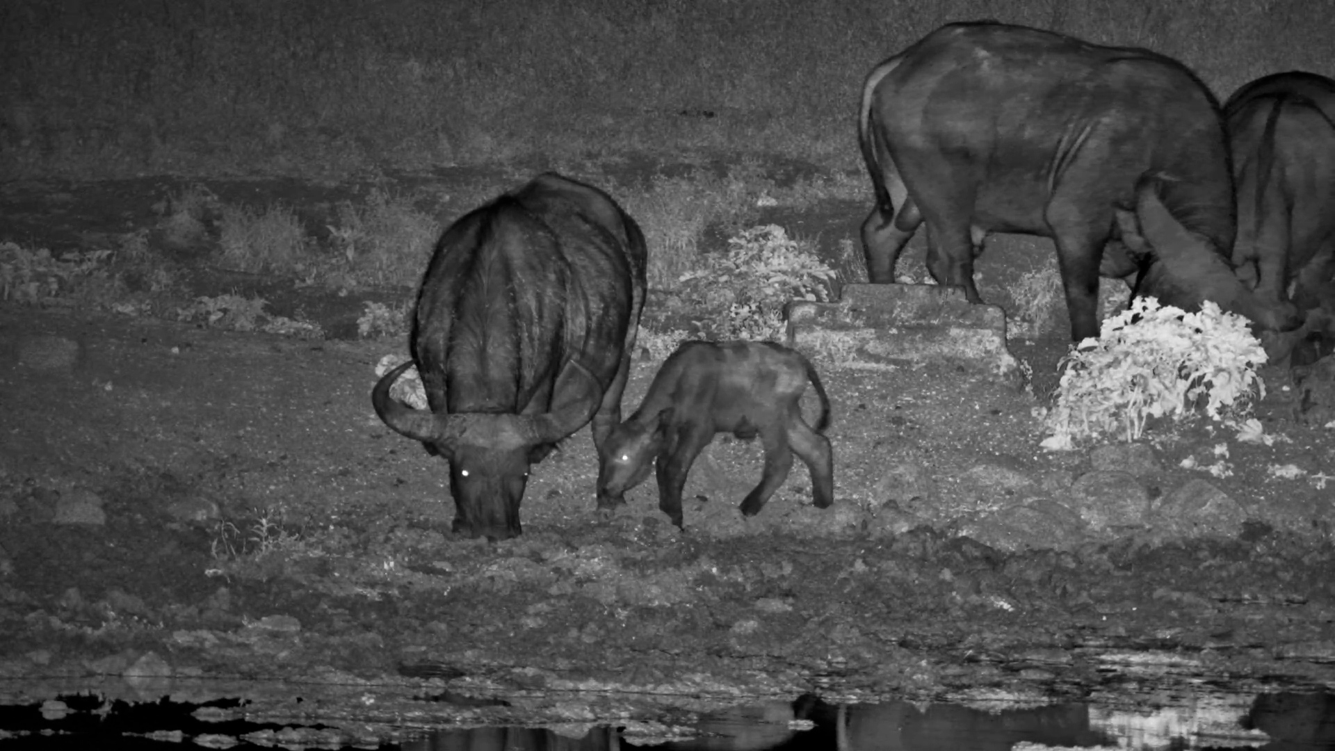 Born Into the Wild… But Struggling to Stand