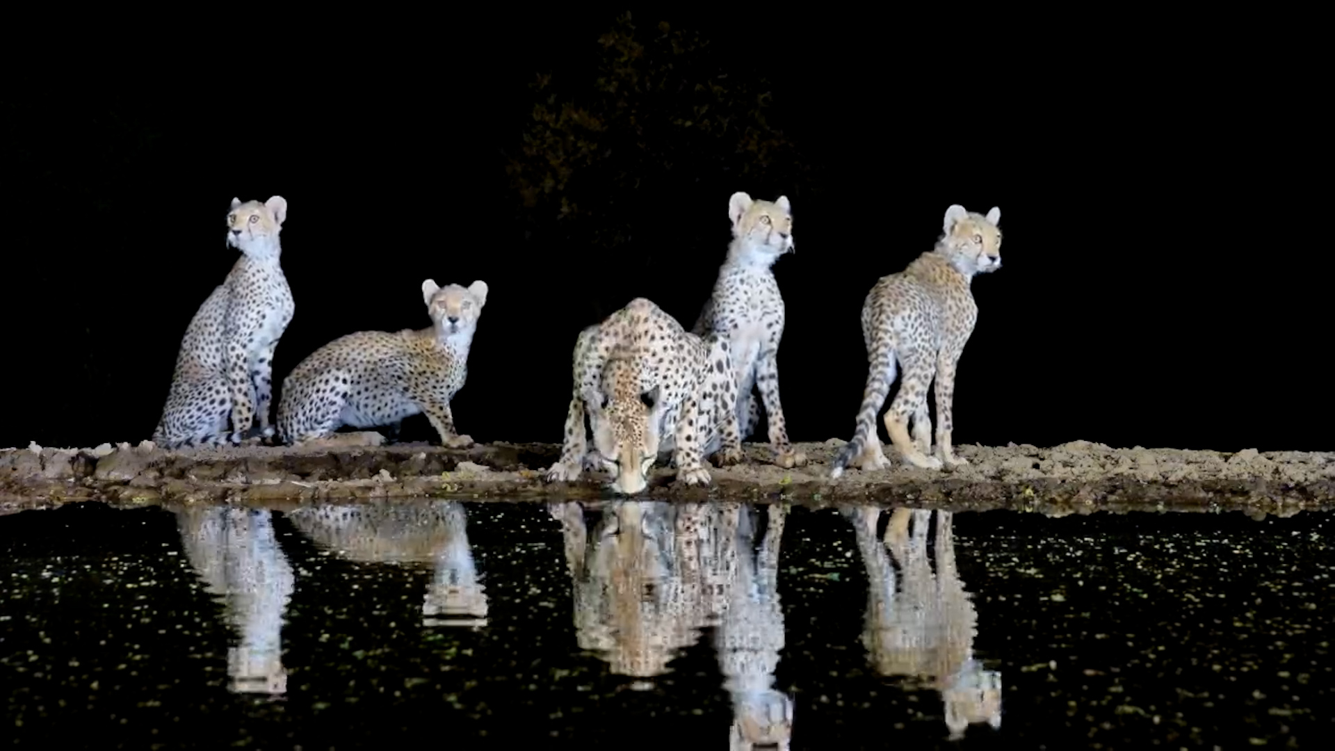 Gorgeous Cheetah Family Drinks at Lentorre