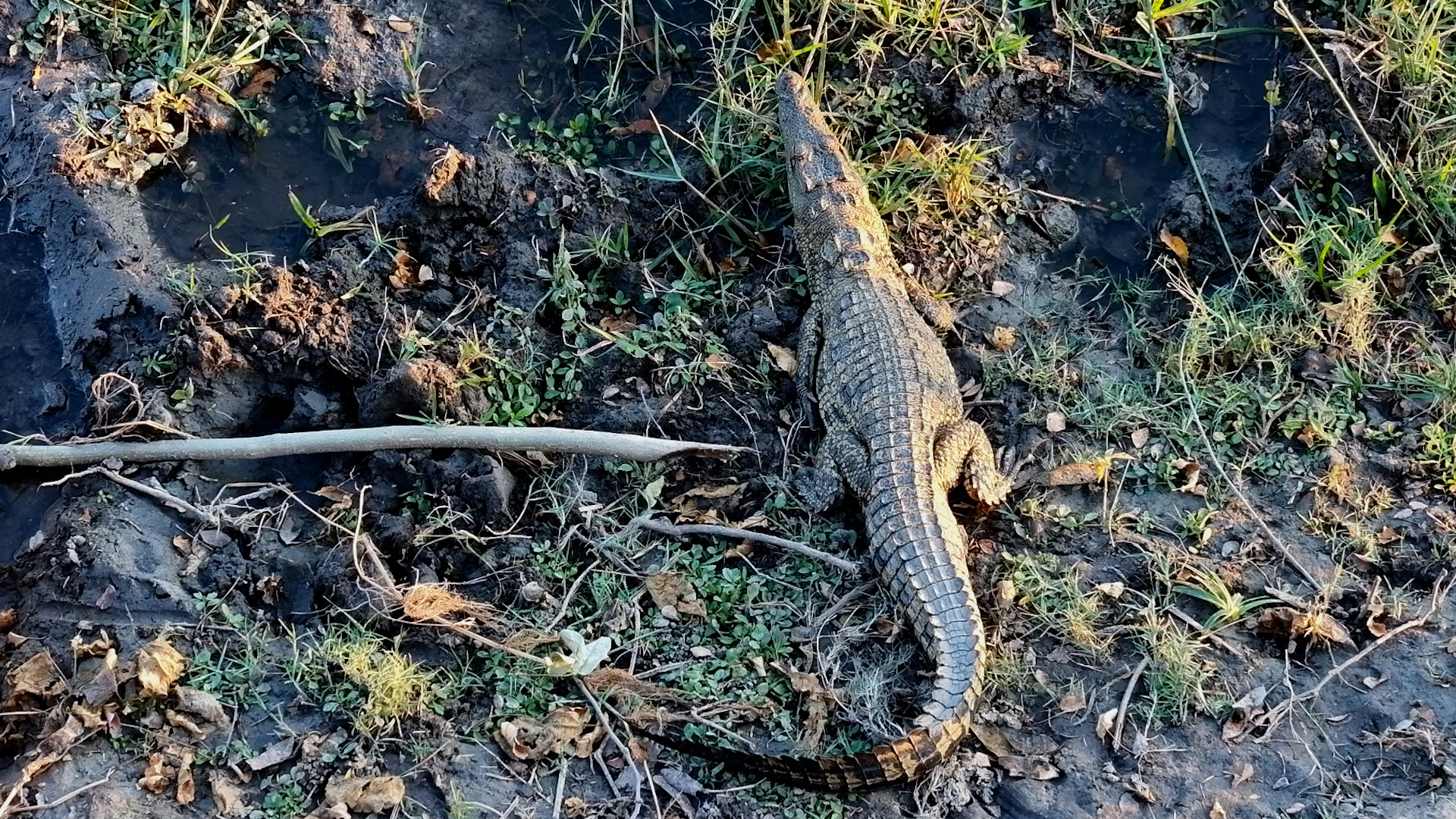 Look Who Moved In Below the Camera