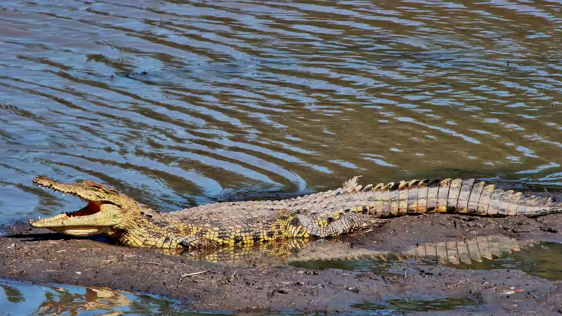 Young Crocodile Was Soaking Up the Sun