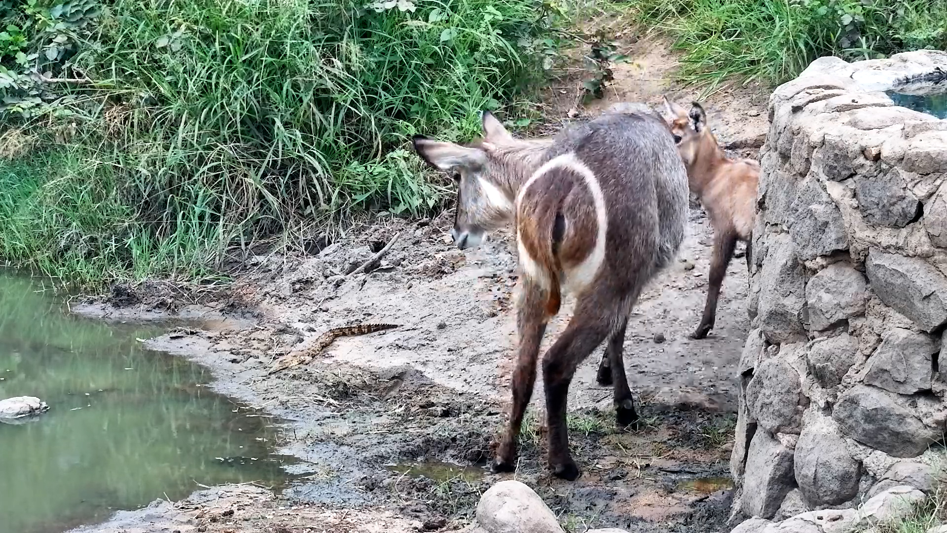 Curious Calf Meets Baby Croc!