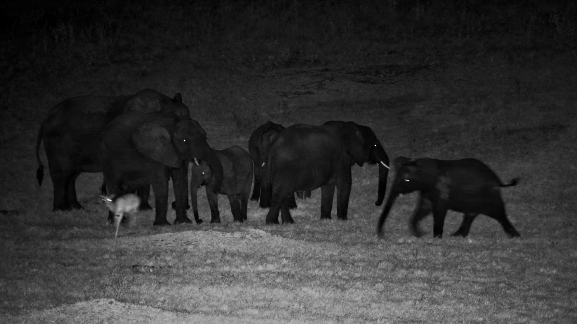 When Elephants Get Bored