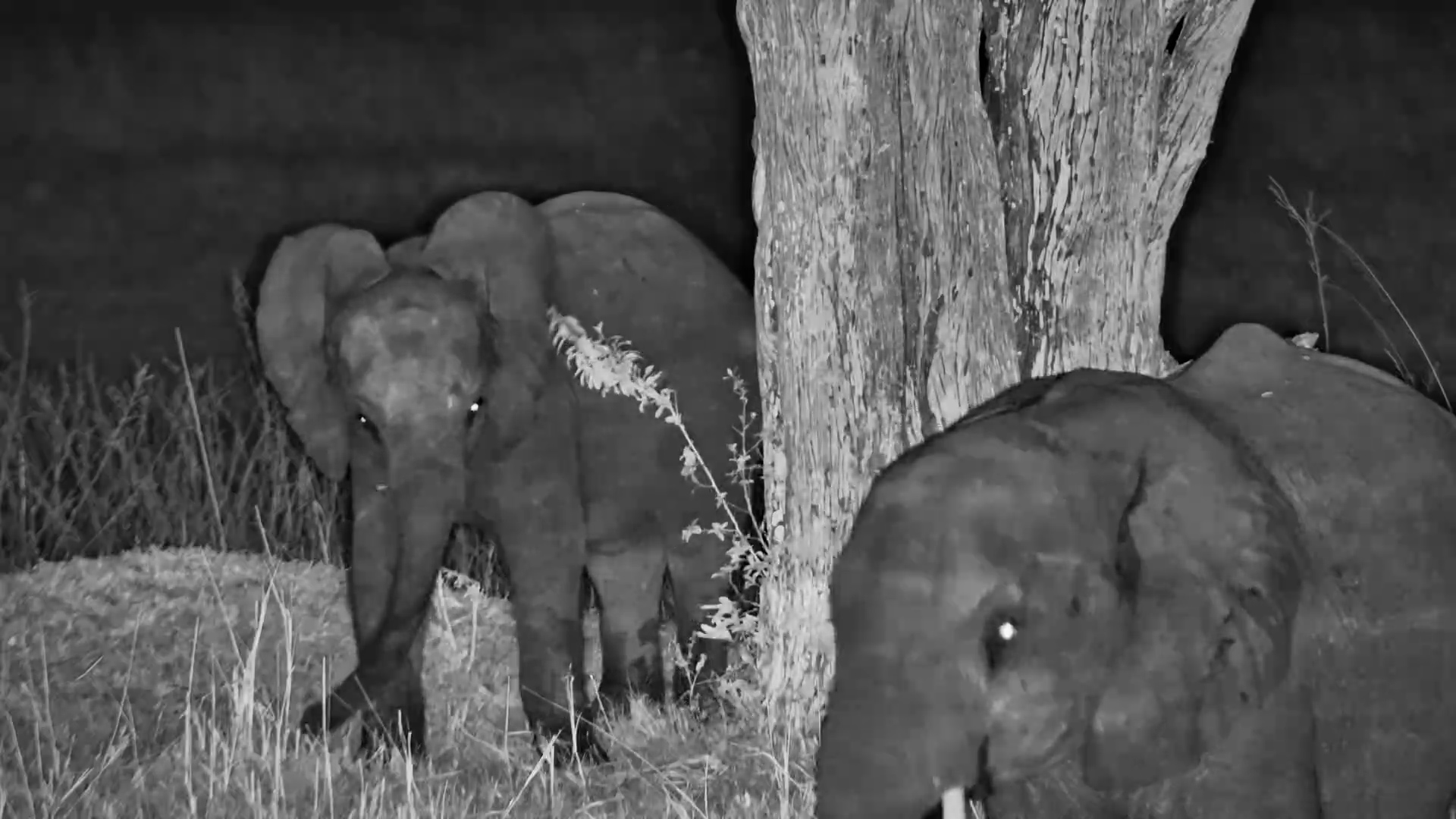 Young Elephant Found the Perfect Scratch