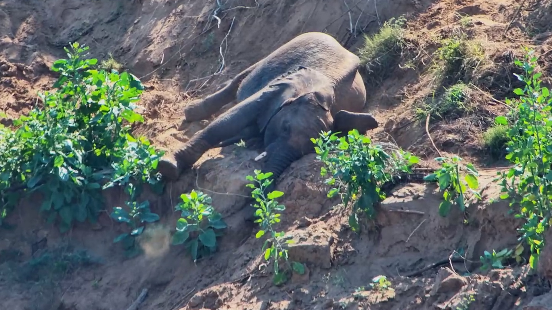 The Happiest Elephant on the Internet Today