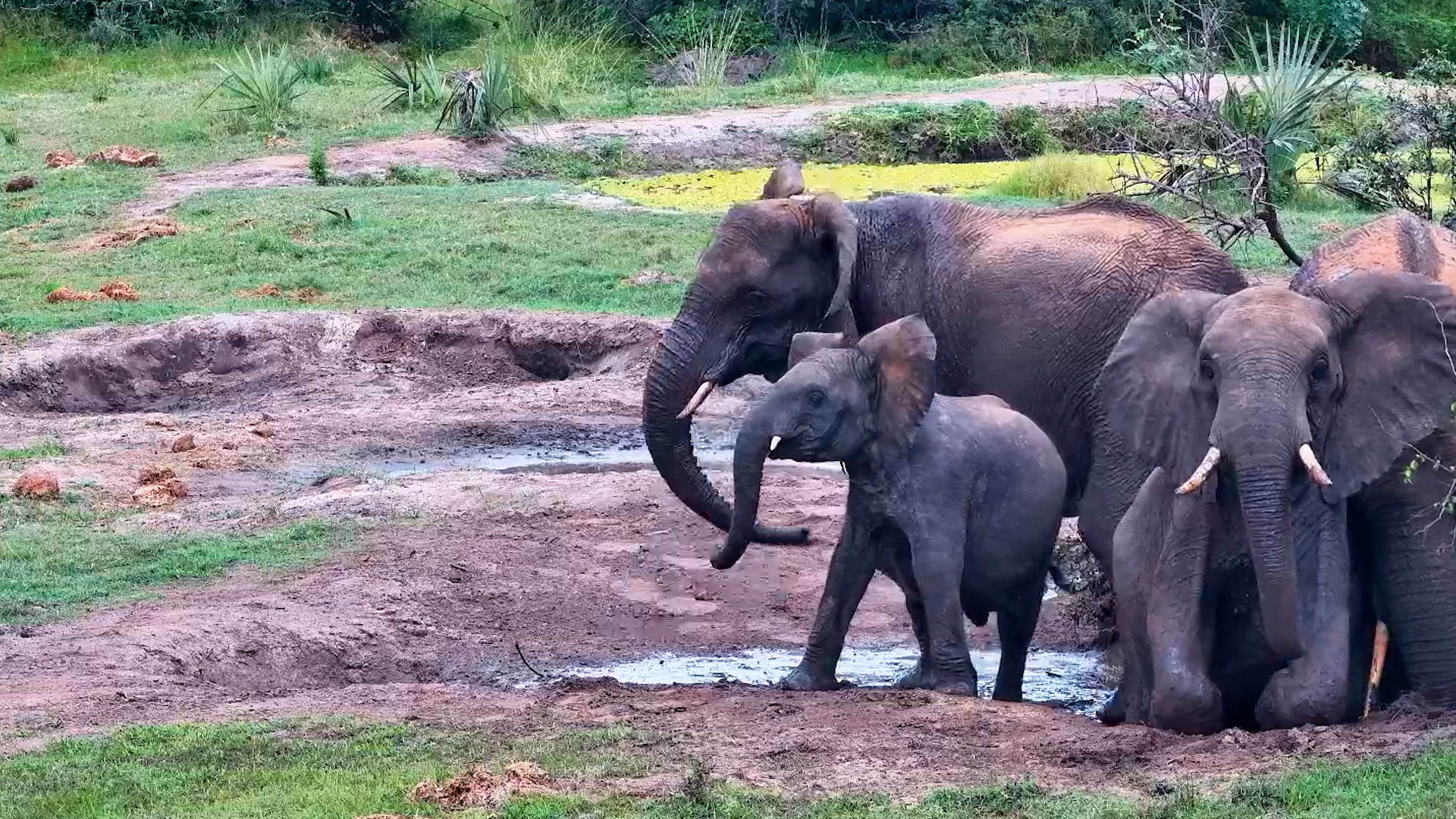 Baby Elephant Gets Nervous After Hearing Impala Rutting