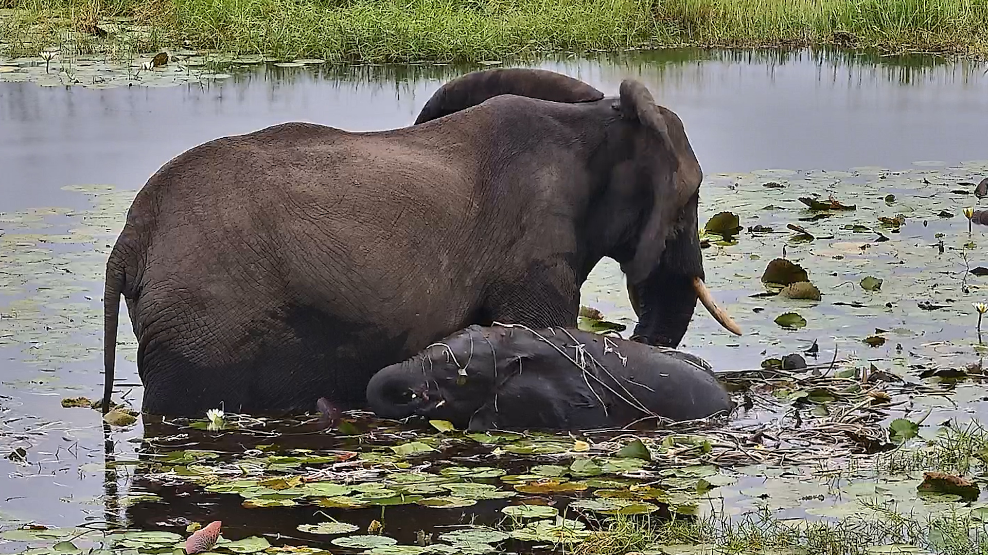 When Baby Elephant Steals the Spotlight!