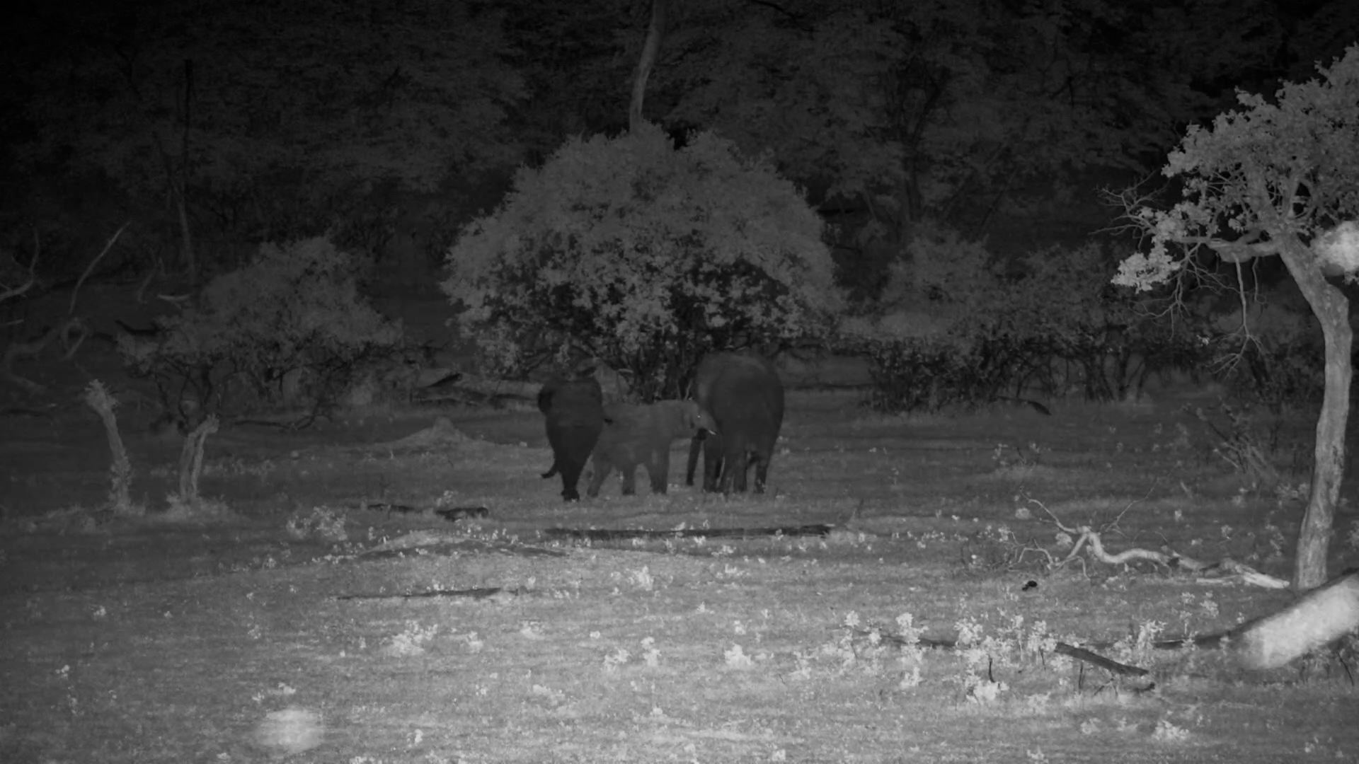 Baby Elephant Runs Screaming Back To Mum!