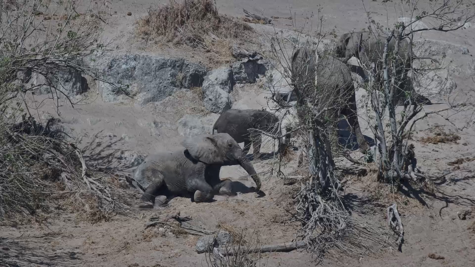 This Elephant Needs a Minute to Get Back Up