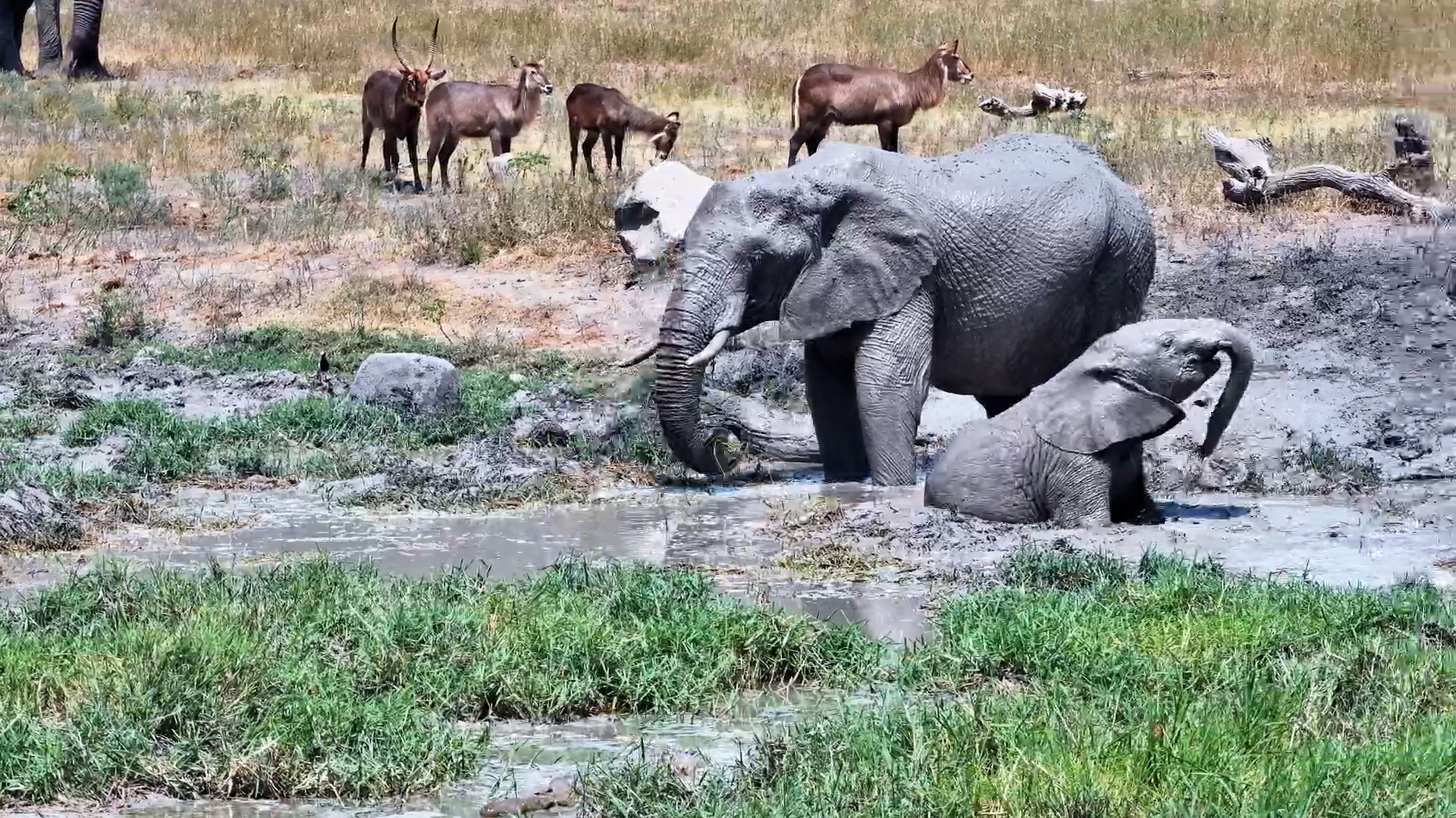 Elephant Mud Party!