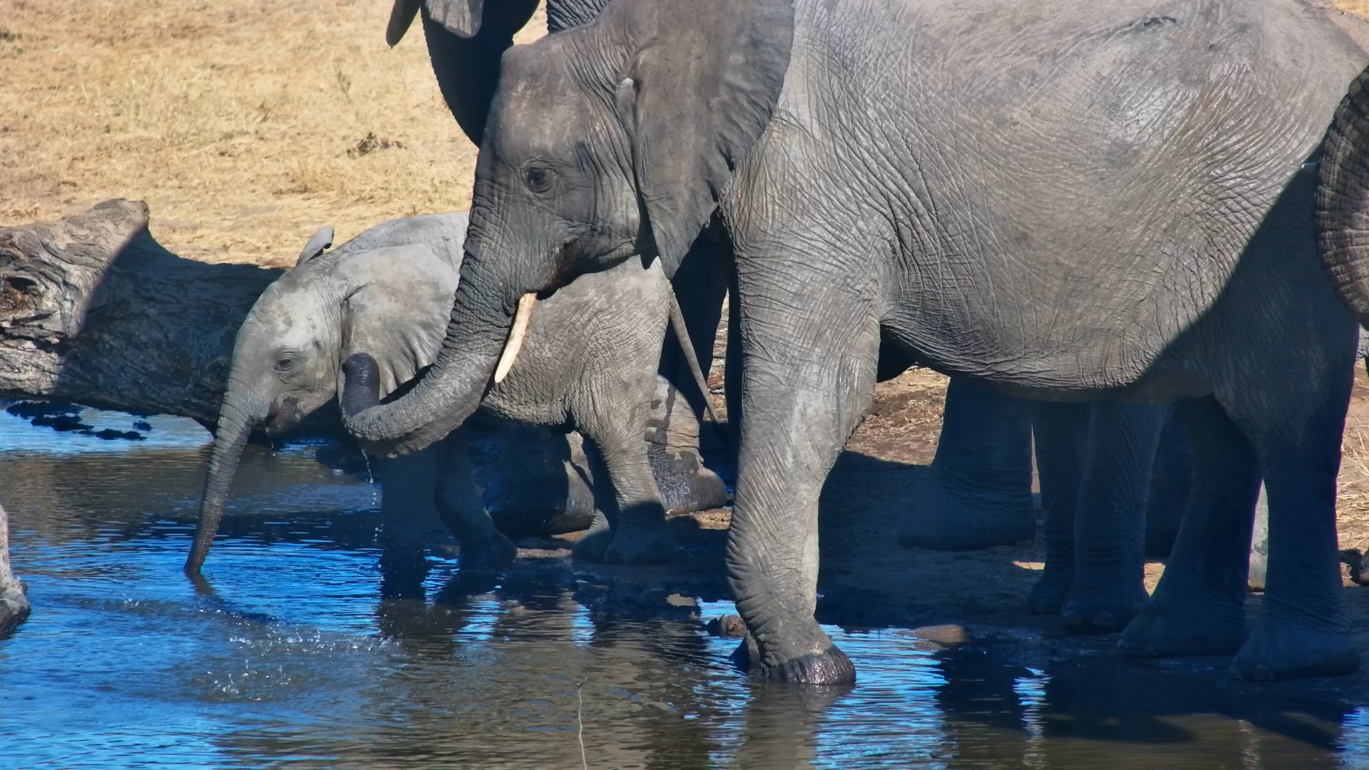 A Family Drink With One Small Guest