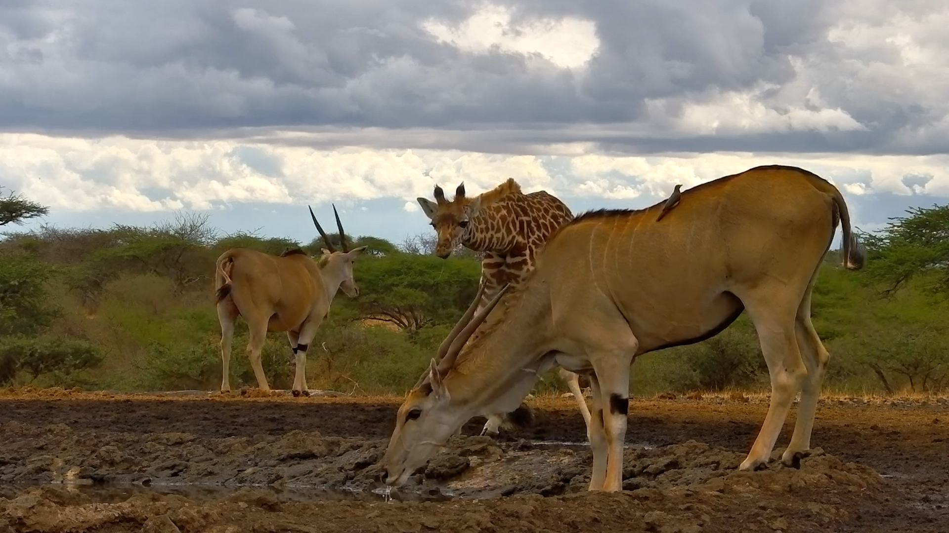 Little Giraffes Visit ol Donyo Waterhole