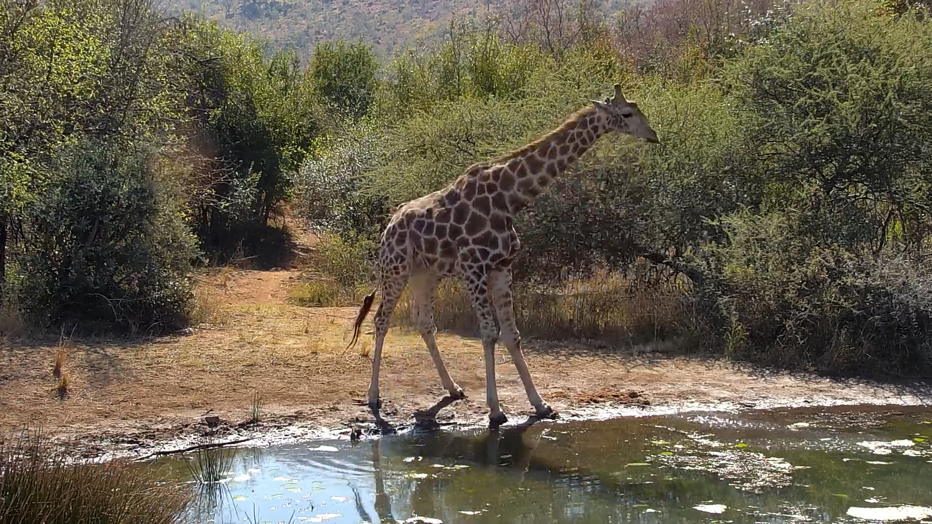 Giraffe Grabs a Drink & a Snack for the Road