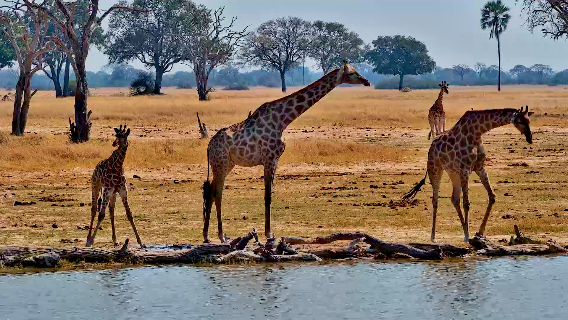 A Giraffe Family's Water Break