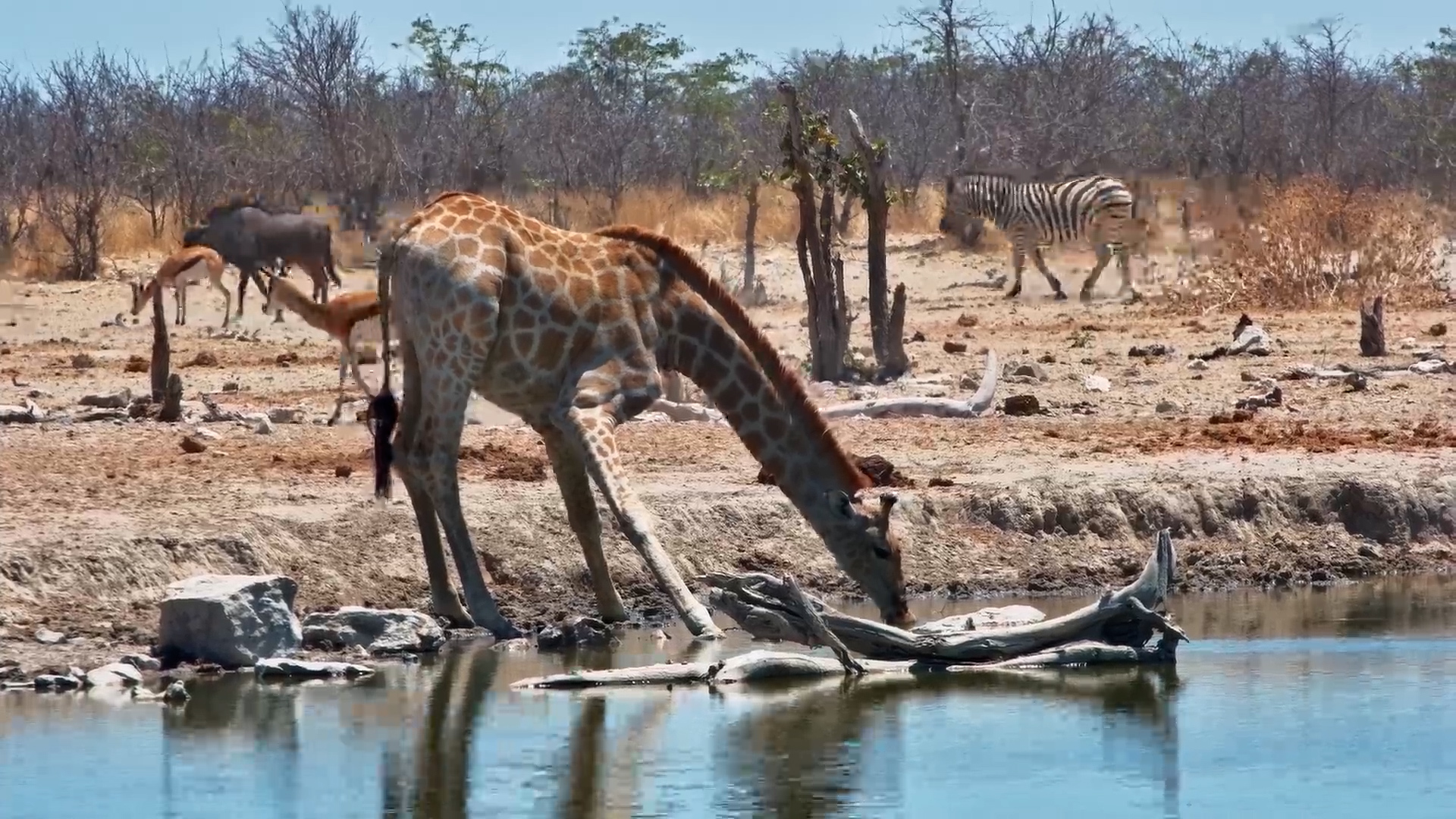 Giraffe, Springbok, Zebra & Wildebeest at Safarihoek