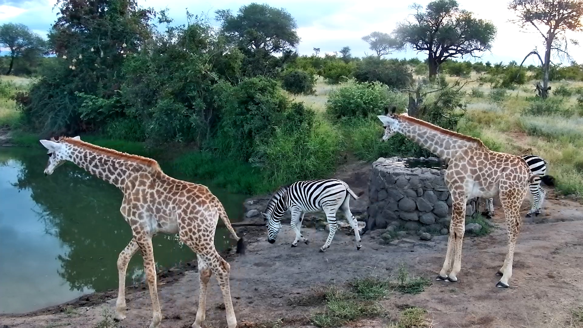 Sunset Sweetness - Two Giraffe Calves at the Waterhole