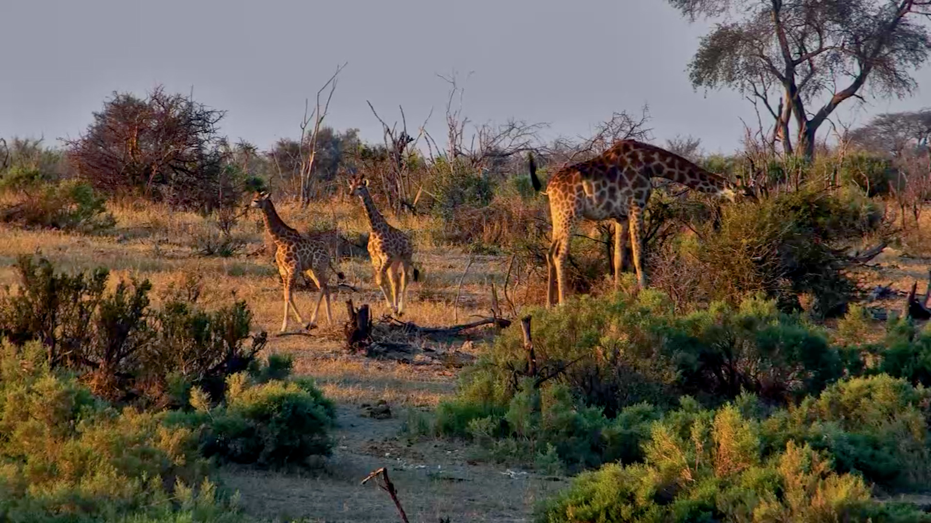 Double the Baby Giraffes, Double the Cuteness!