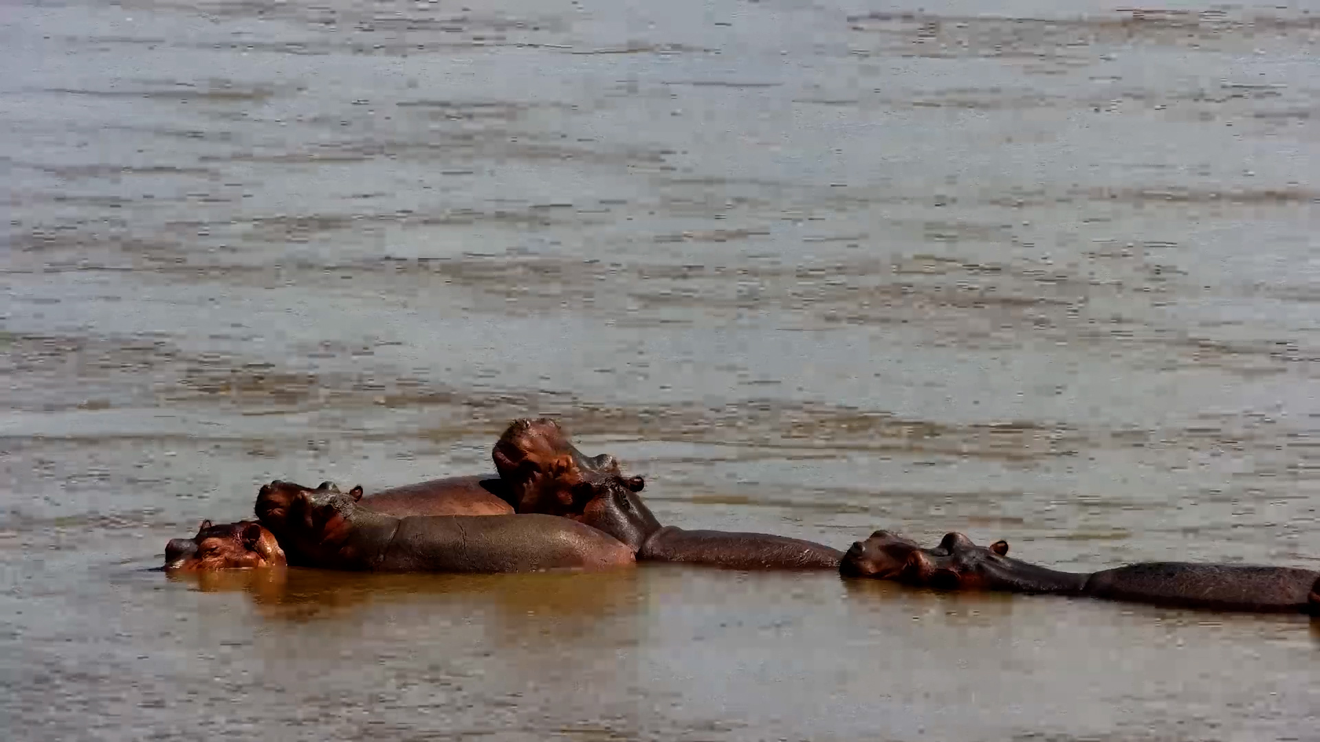 Watch the Hippos Drift Through Time