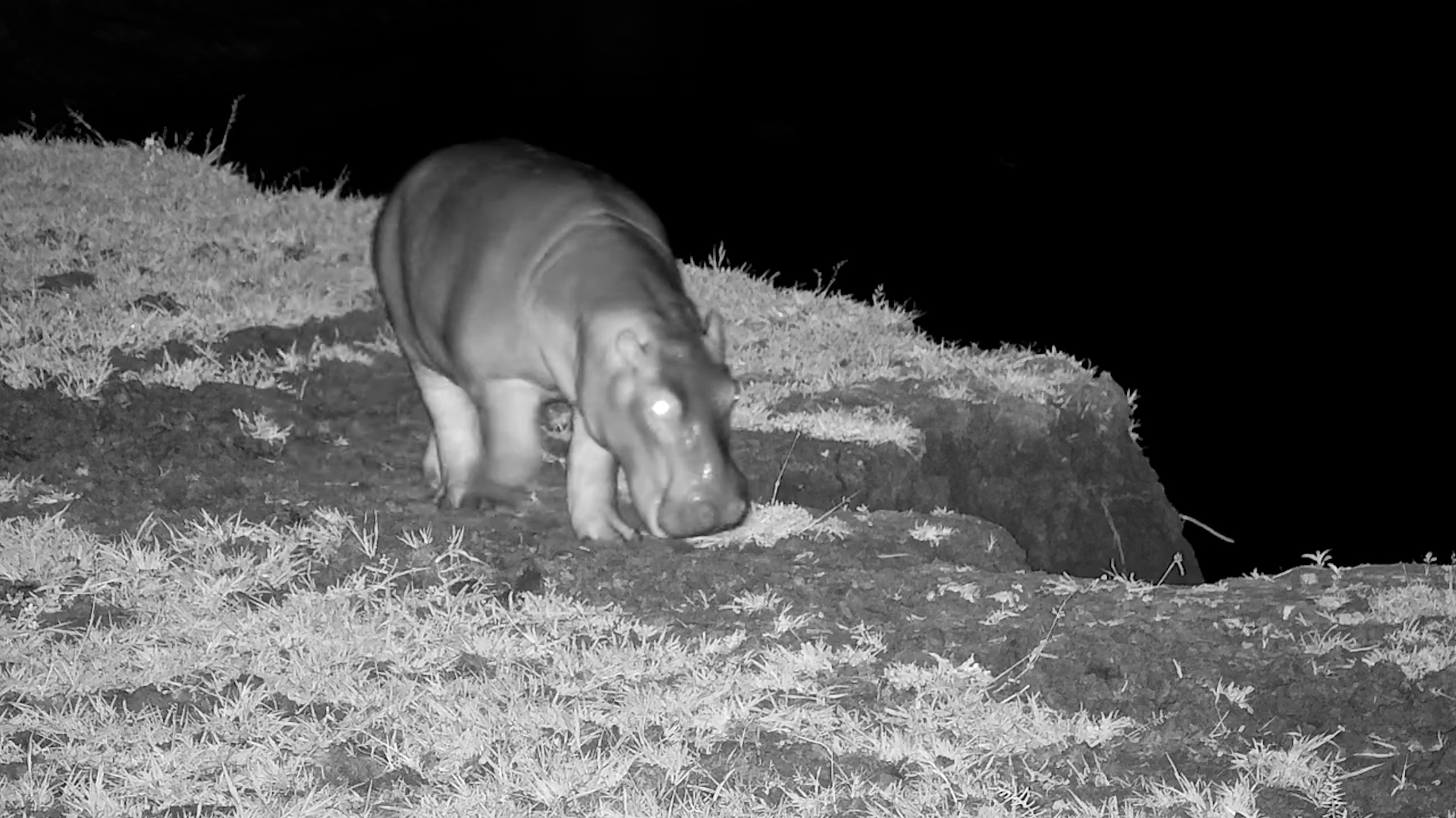 Baby Hippo Returns to the River