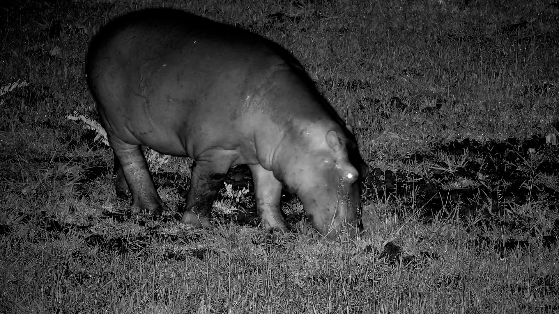 Hippo Calf Hits the Grass