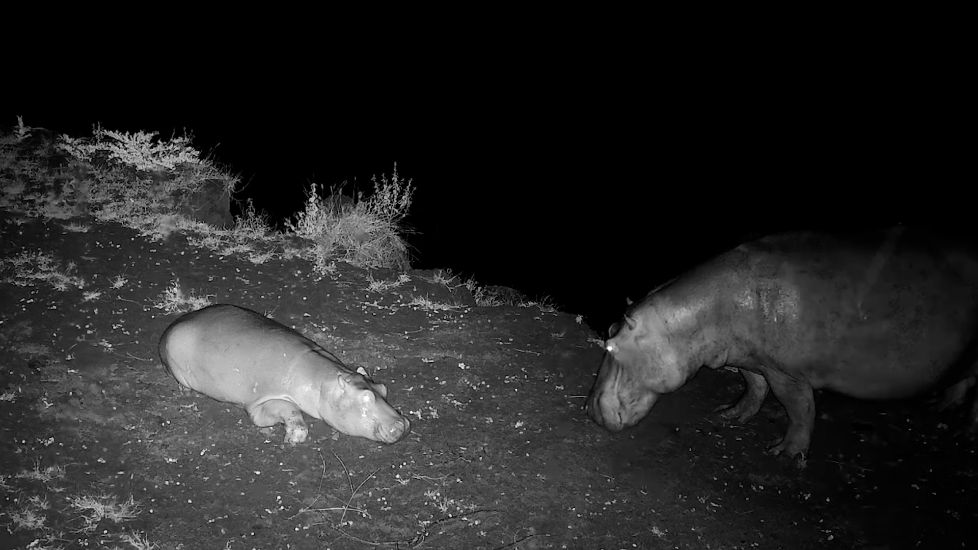 Watch This Hippo Bow Down Like a Submissive Puppy