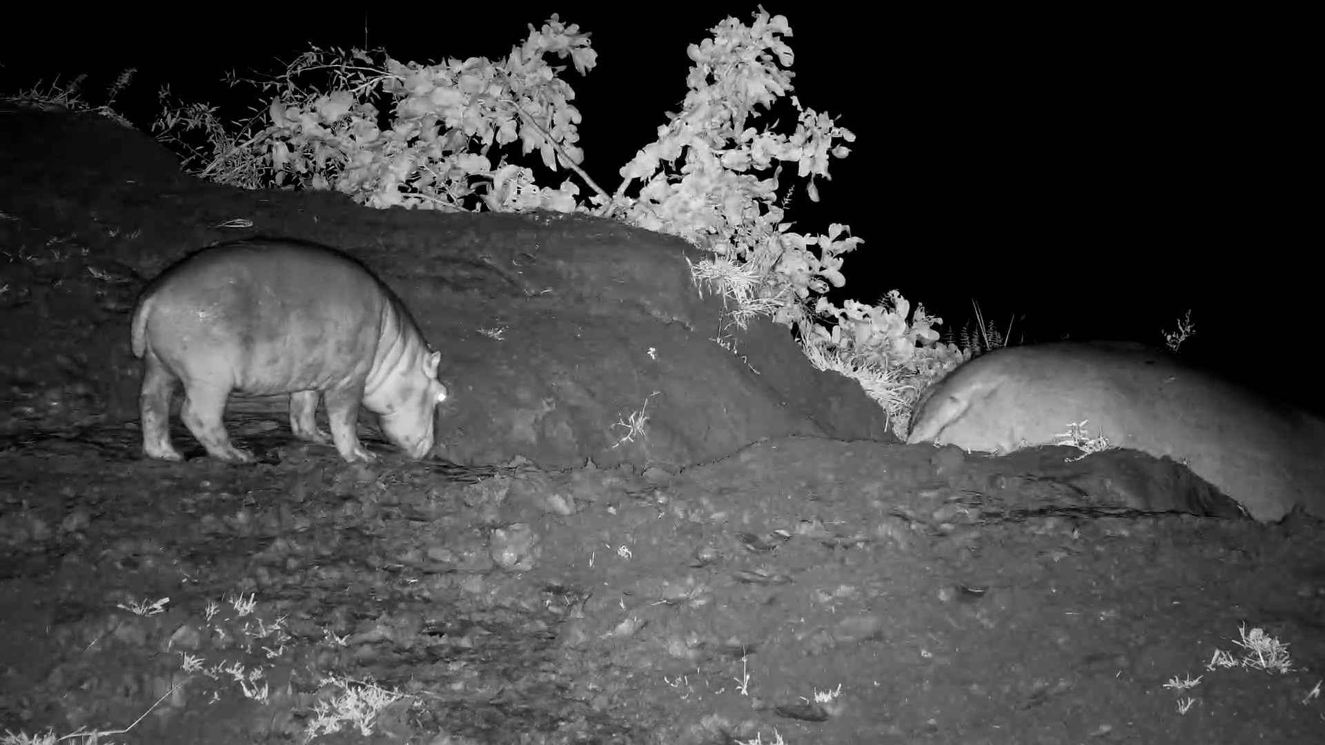 One Little Hippo vs. the Dark River