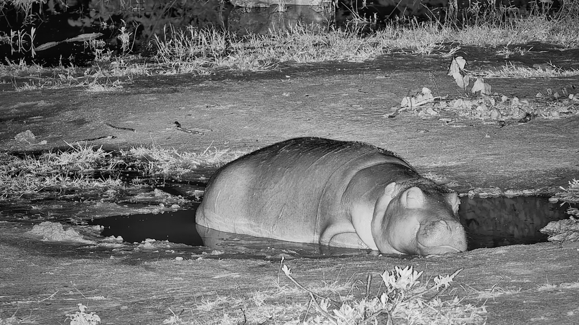 Chubby Hippo Takes a Puddle Nap