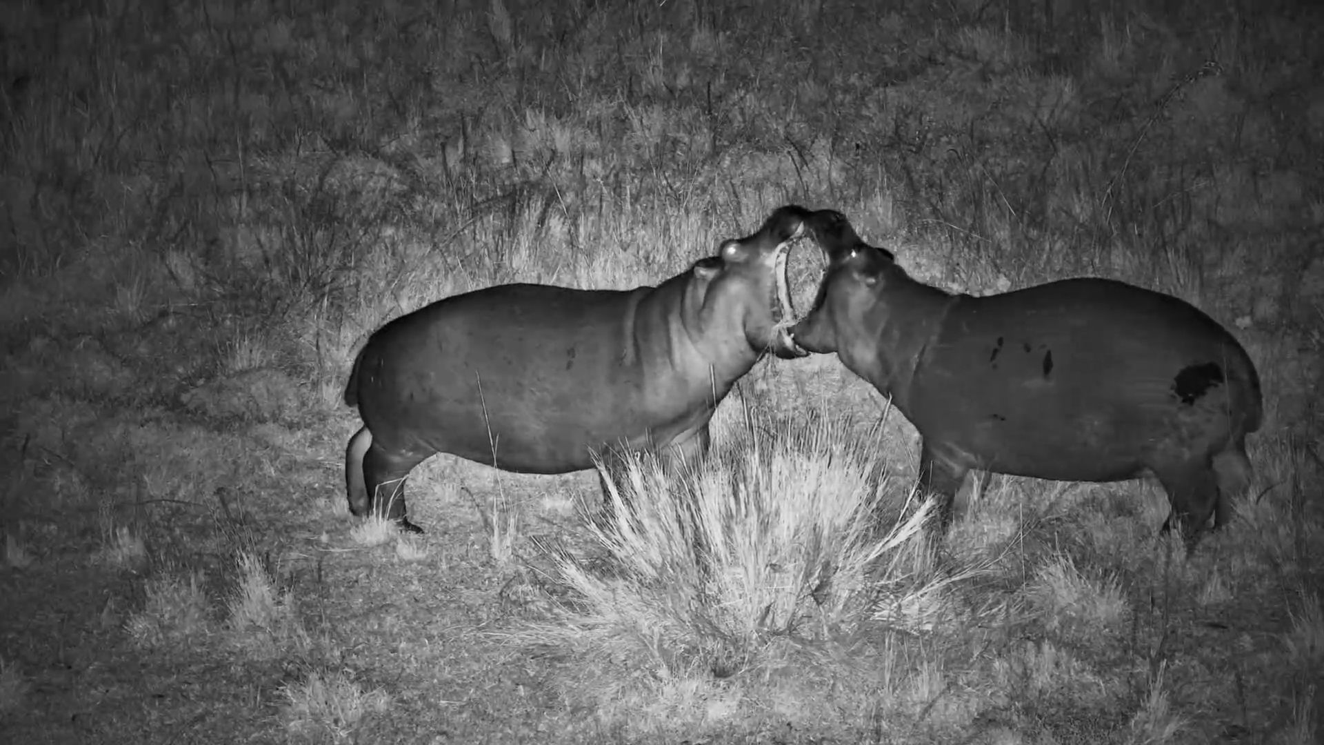 Who Is The Strongest Hippo In The Pod?