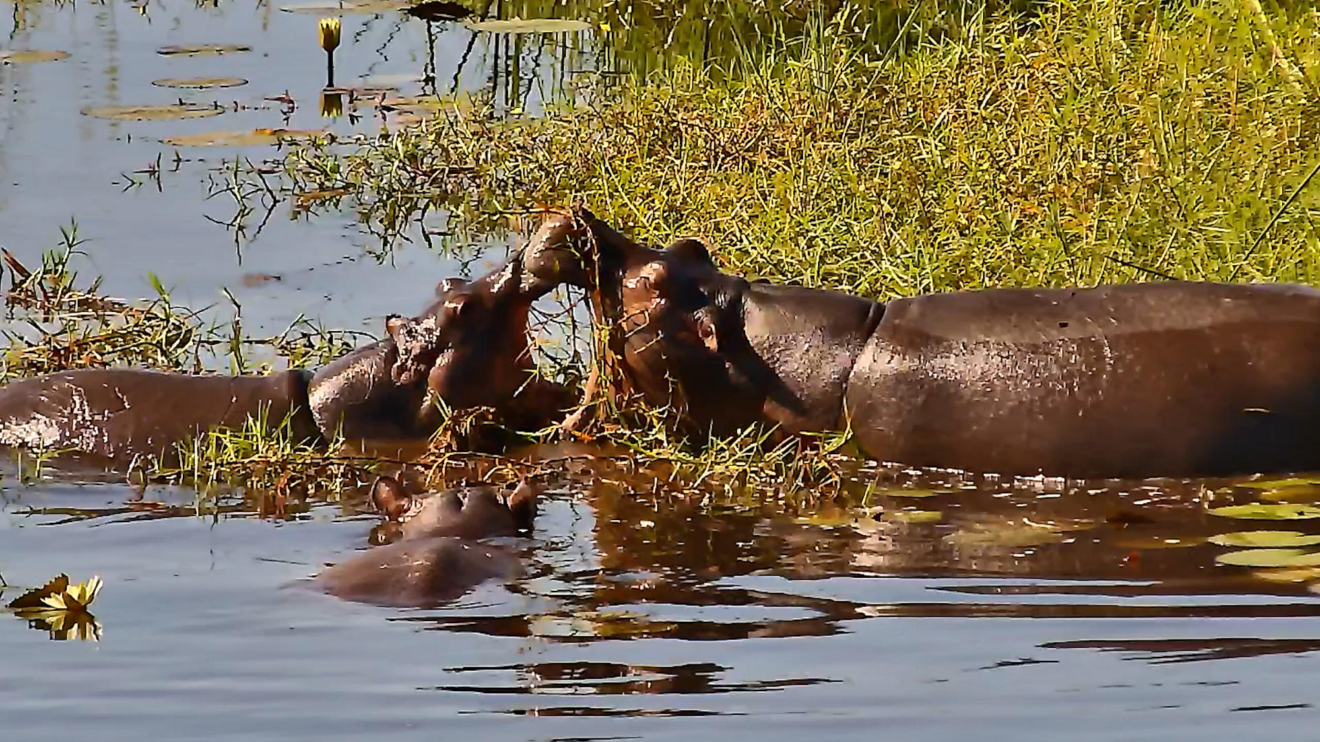 Hippos Sparring in the Water
