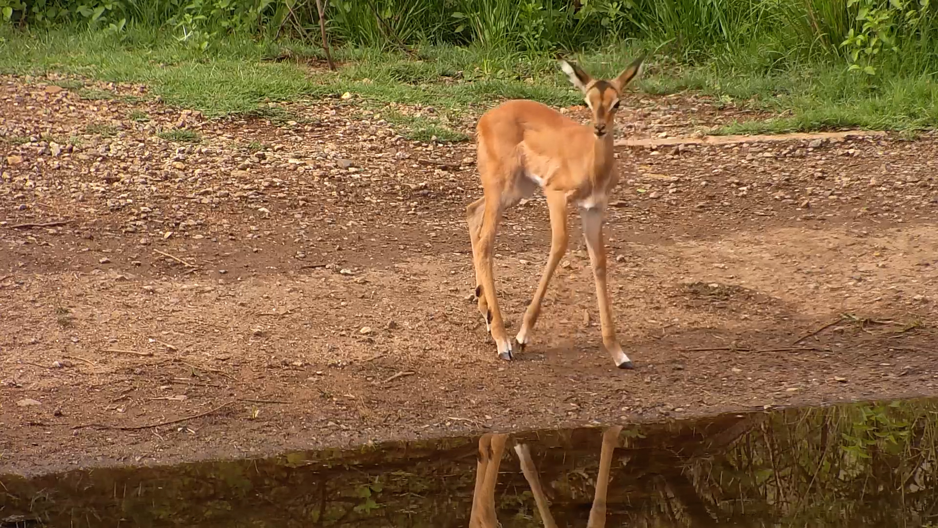 Tiny Impala Lamb Scrambles to Catch Up With Mom