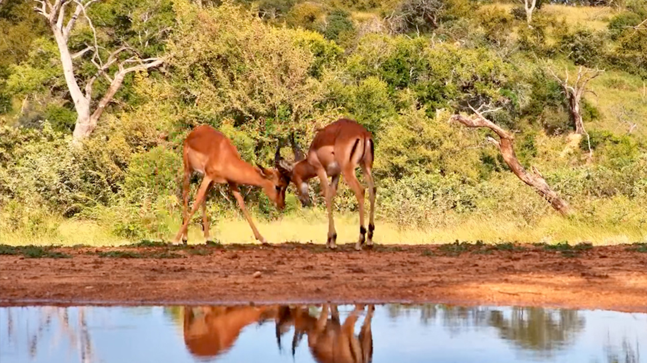 Horn-to-Horn Action: Impala Rams Sparring