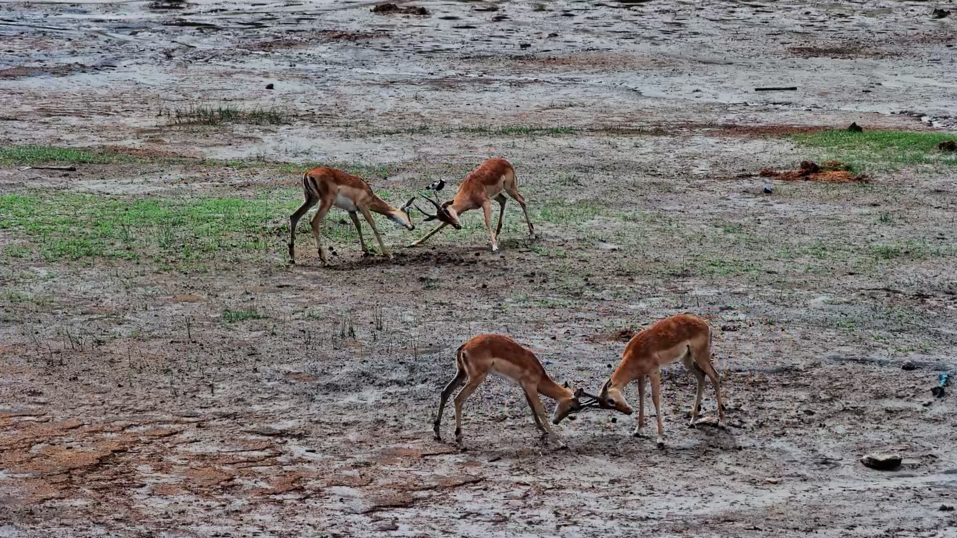 Future Rivals: Young Impala Bulls Practice Rutting