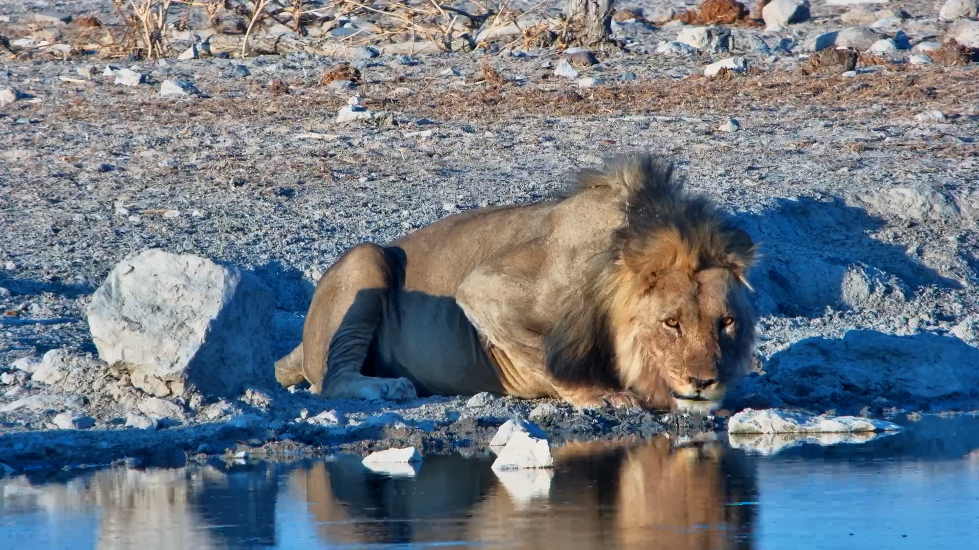 Big-Bellied Male Lion Enjoys an Afternoon Drink