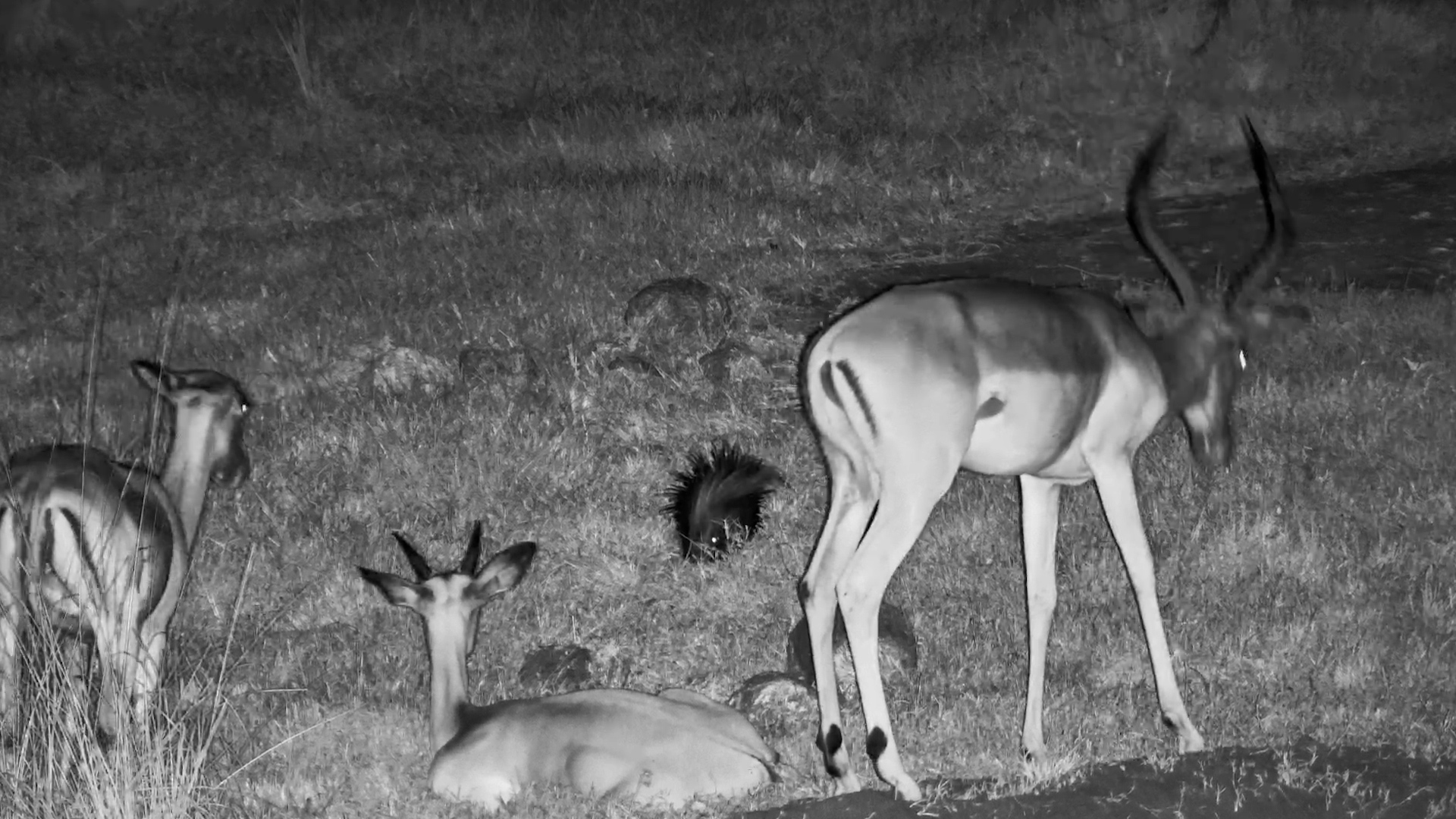 Porcupine Startles Impala
