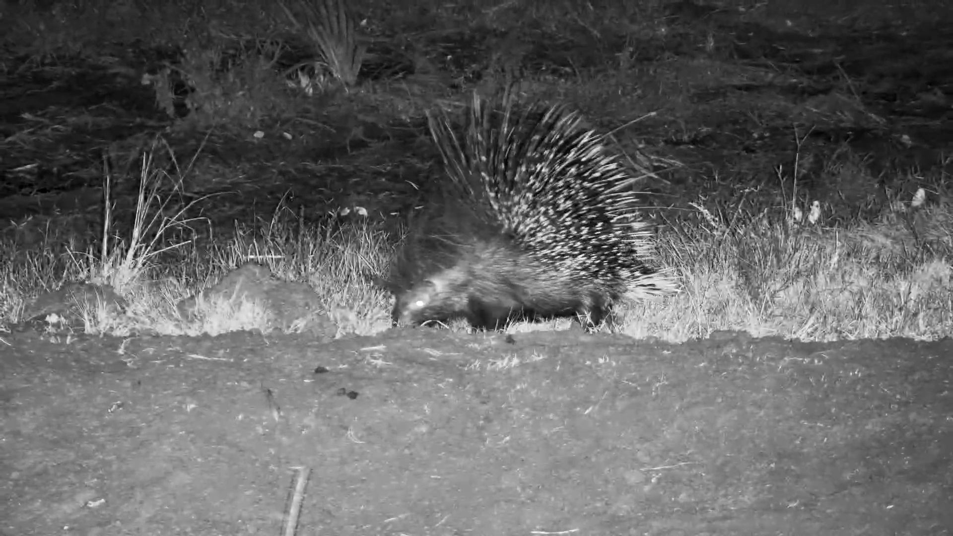 That 2AM Burst of Energy… But You’re a Porcupine