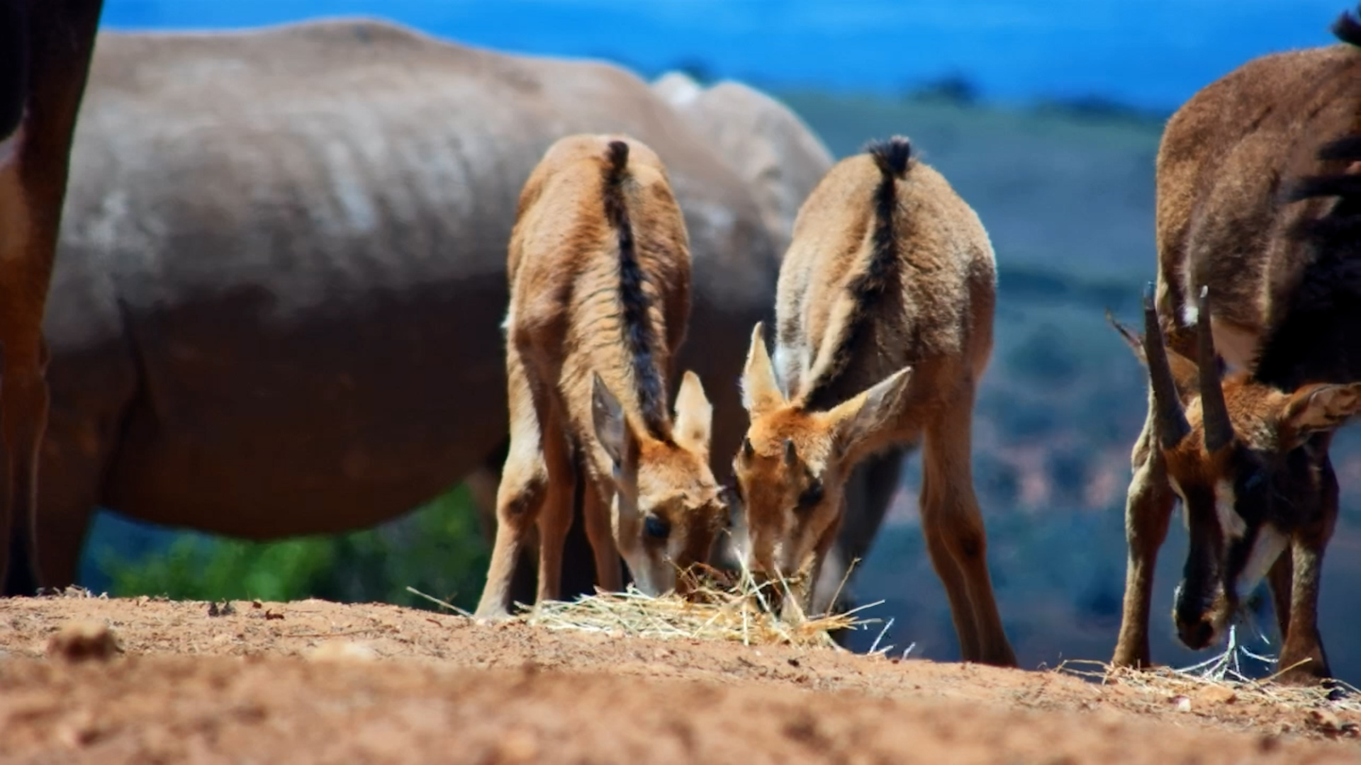 Adorable Baby Sables Enjoy Their Feed at Founders