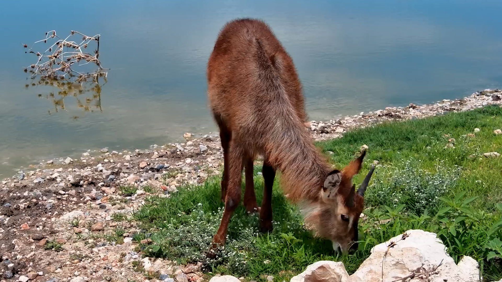 Young Waterbuck Feeds Near Cam