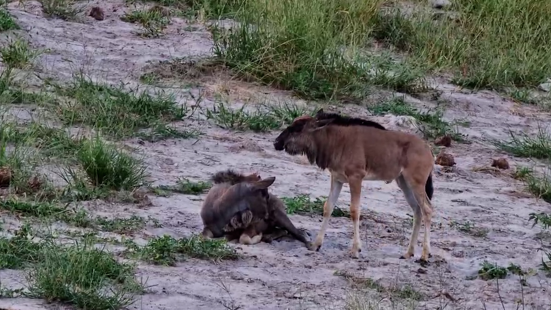 Young Wildebeests Join the Herd!