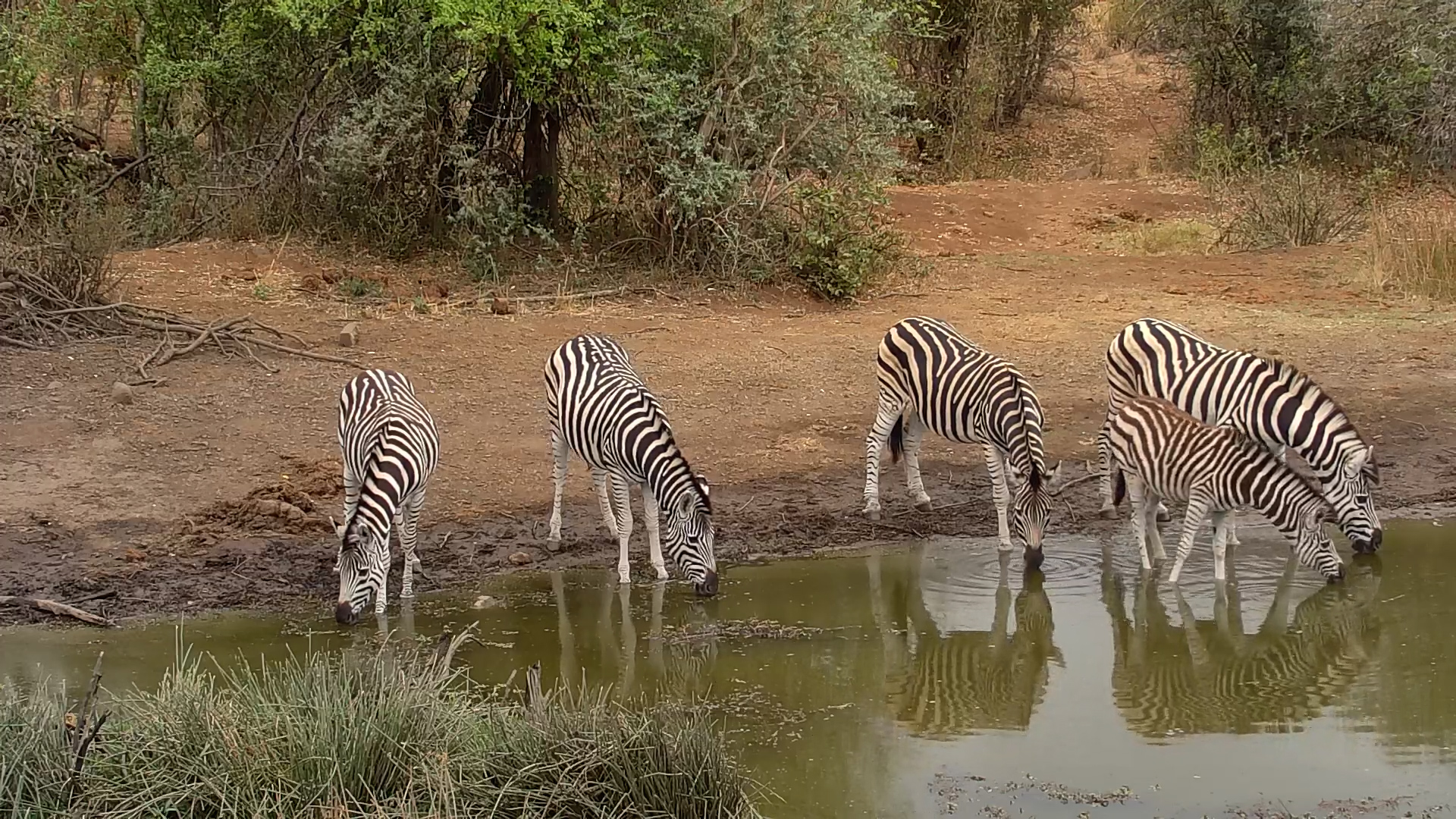 Zebra Herd Drinks at Kwa Maritane Waterhole