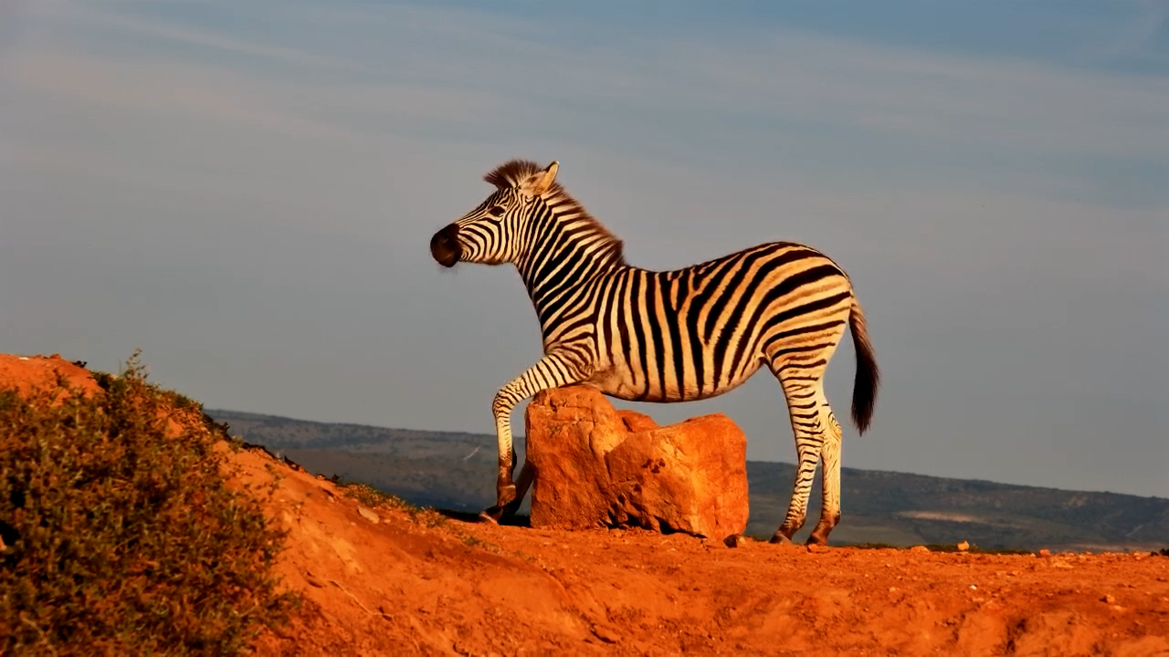 Zebra Found the Perfect Scratch Spot