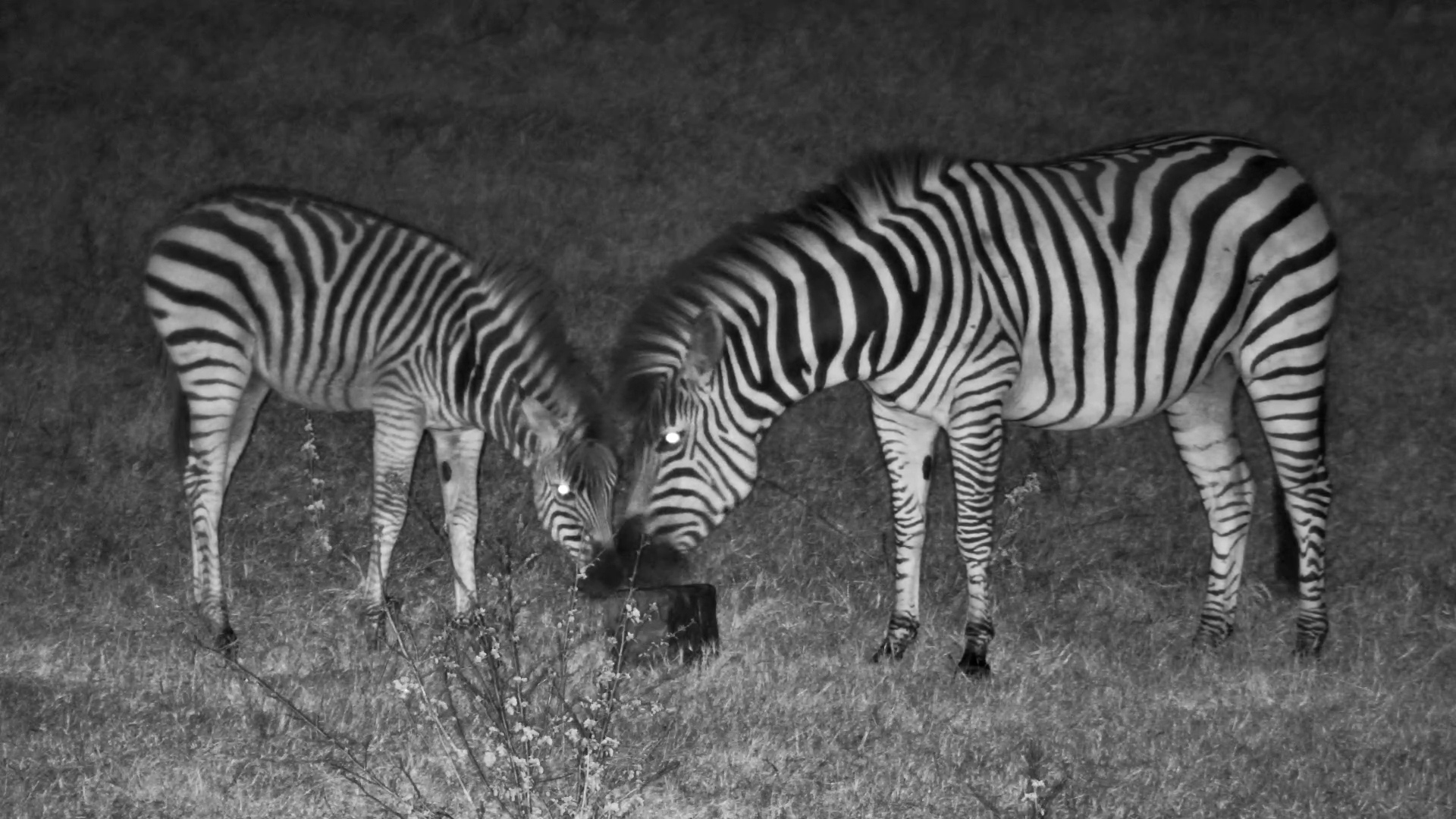 Midnight Cravings, Zebra Style