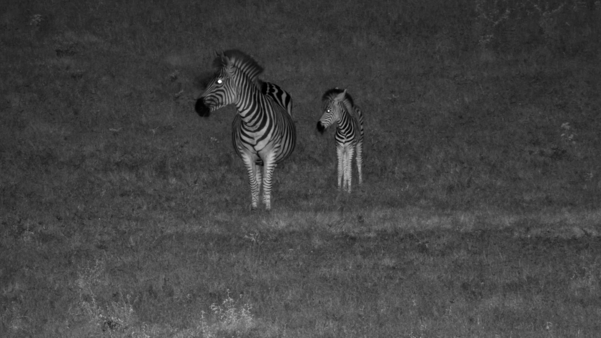 Zebra Foal Nurses in the Dark