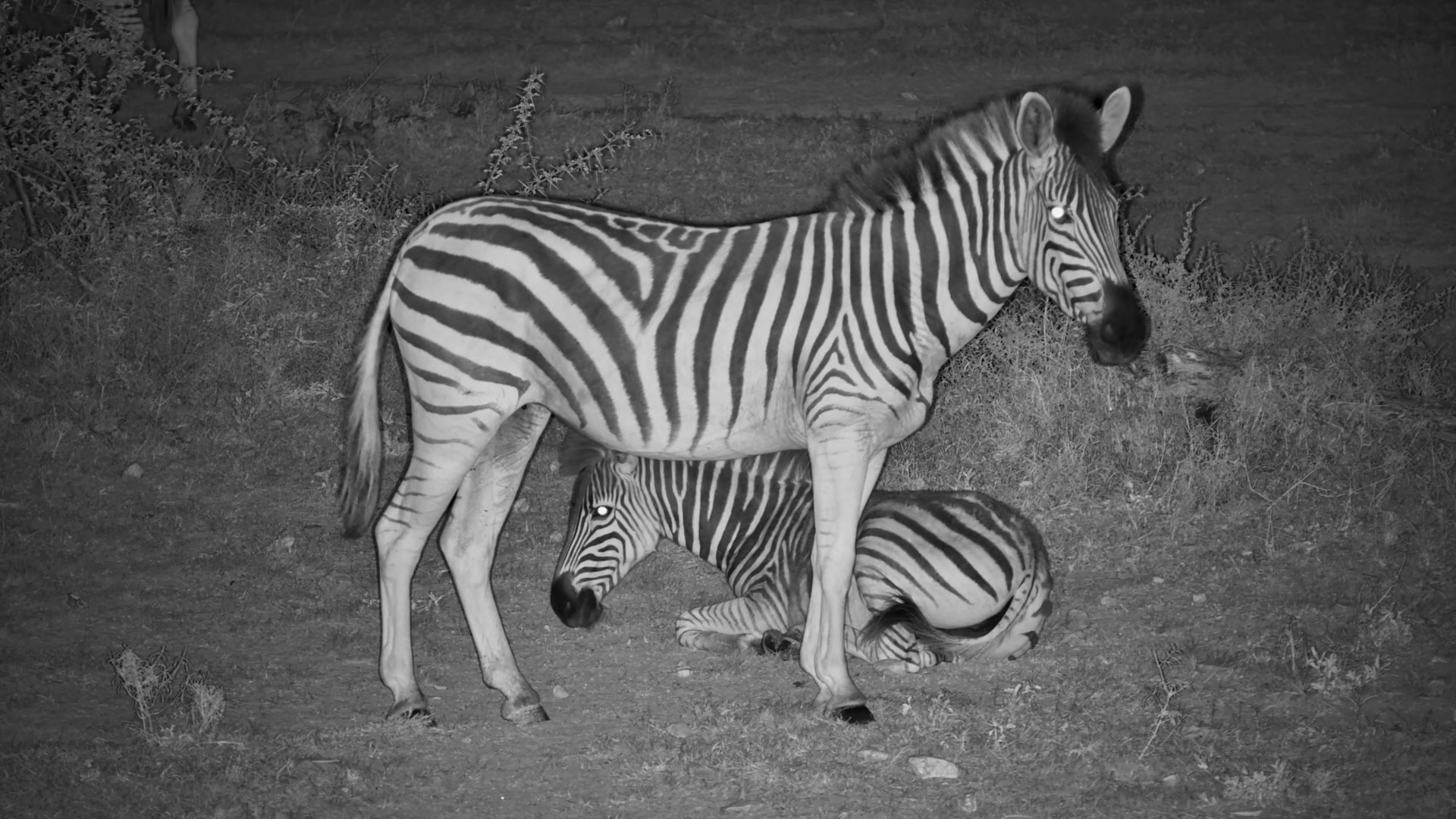 Zebras Stand Guard in the Bush