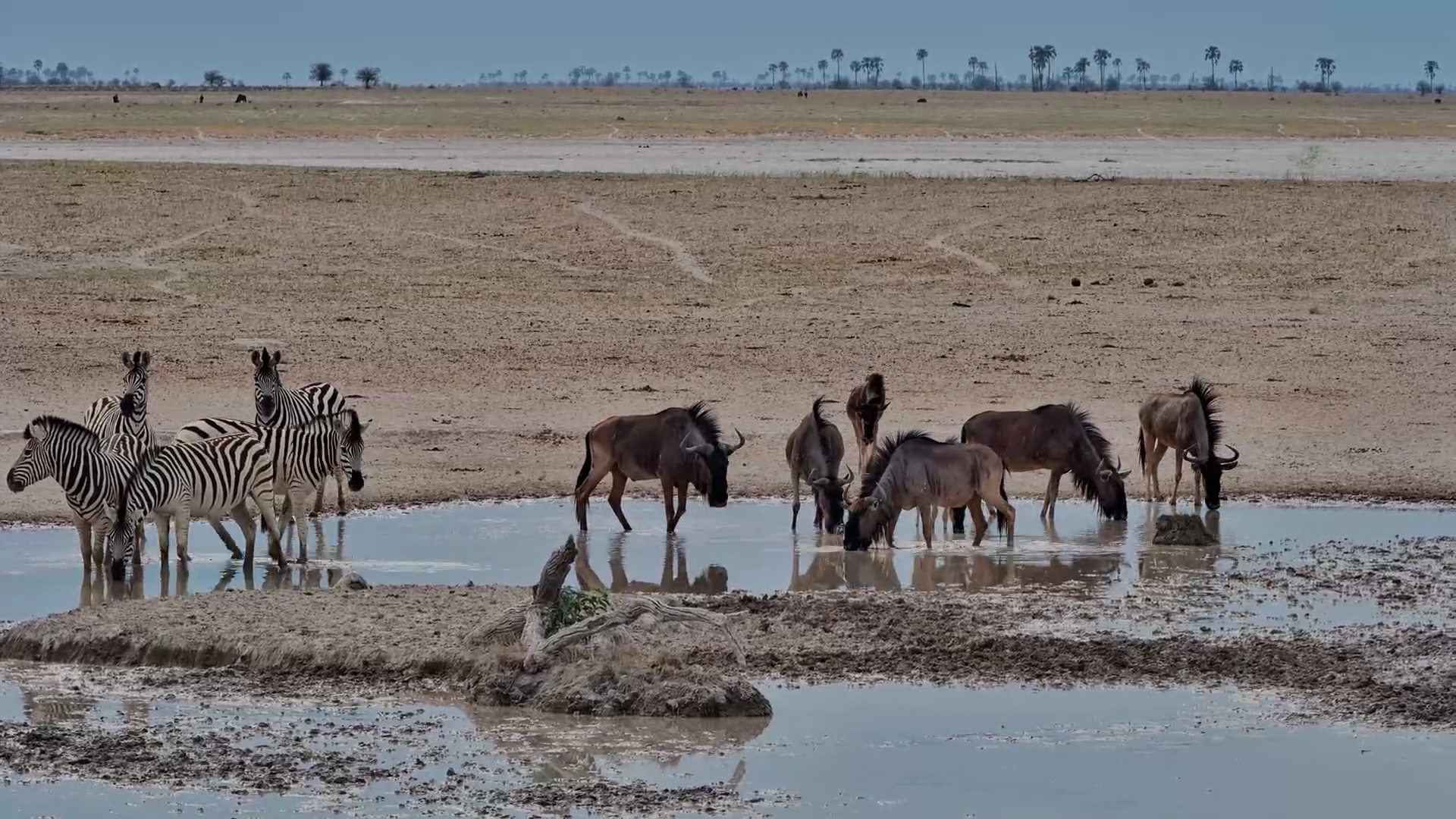 Zebras and Wildebeest Arrive at Jack’s Camp Waterhole
