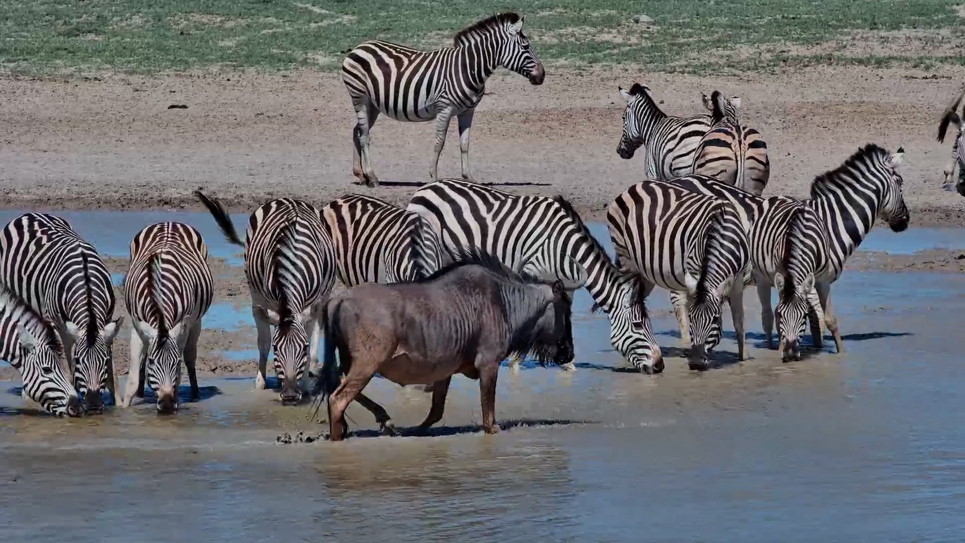 Wildebeest & Zebra Quench Their Thirst